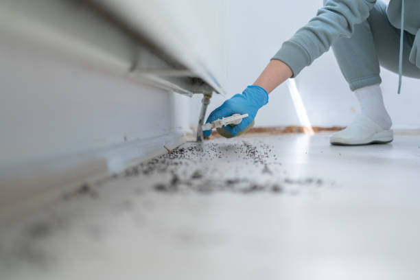 Insect Control in Palos Hills, IL